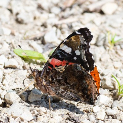 Vanessa atalanta (babočka admirál), SK, Štôla