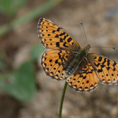 Boloria euphrosyne (perleťovec fialkový), Přírodní park Rakovecké údolí