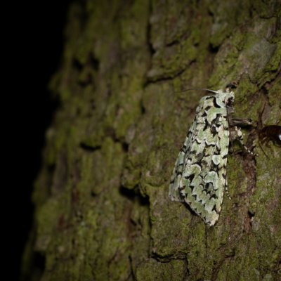 Griposia aprilina (pestroskvrnka zelenavá), Žebětín