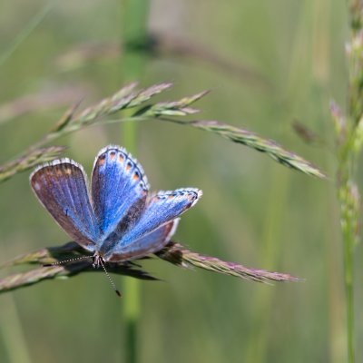 Polyommatus bellargus (modrásek jetelový), PR Kamenný vrch