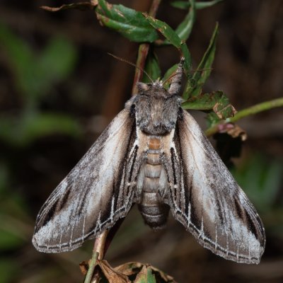 Pheosia tremula (hřbetozubec osikový), Hrabětice