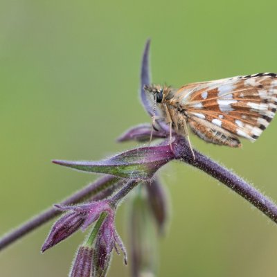 Pyrgus malvae (soumračník jahodníkový), PR Bosonožský hájek