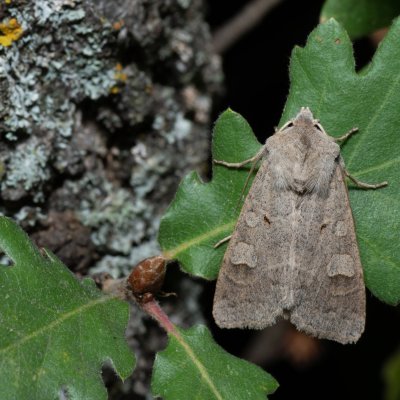 Ammoconia caecimacula (polnice šedá), PP Kavky