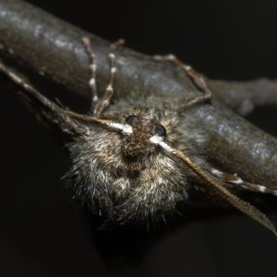 Phigalia pilosaria (drsnokřídlec hrušňový), Kývalka