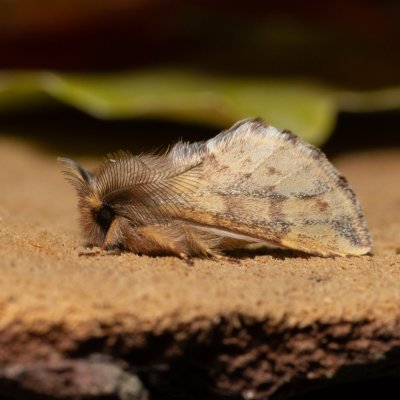 Ptilophora plumigera (hřbetozubec javorový), PR Kamenný vrch