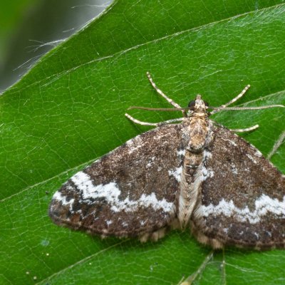 Perizoma alchemillata (píďalka konopicová), Žebětín