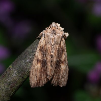 Lithophane socia (dřevobarvec stromový), PP Bobrava