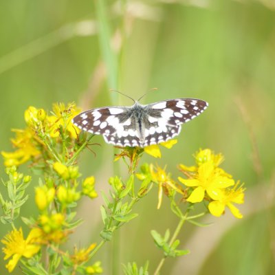 Melanargia galathea (okáč bojínkový), Havranické vřesoviště
