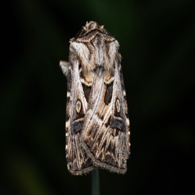 Agrotis vestigialis (osenice písečná), PP Pánov