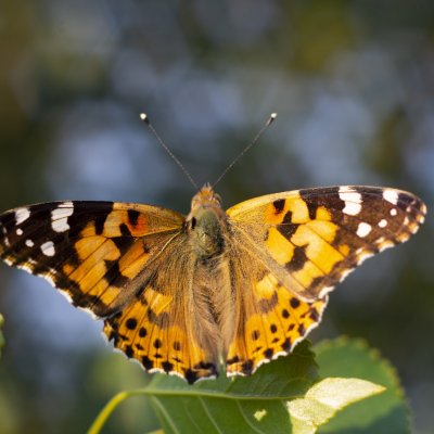 Vanessa cardui (babočka bodláková), PR Kamenný vrch