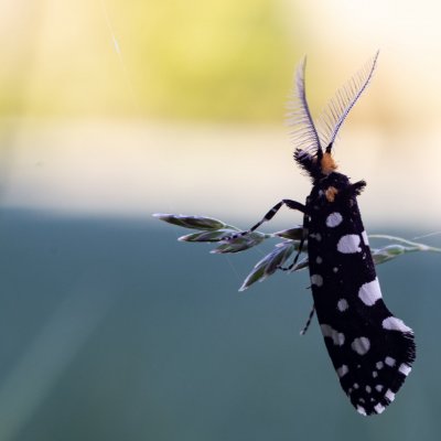 Euplocamus anthracinalis (mol ozdobný), Čebínský kopec