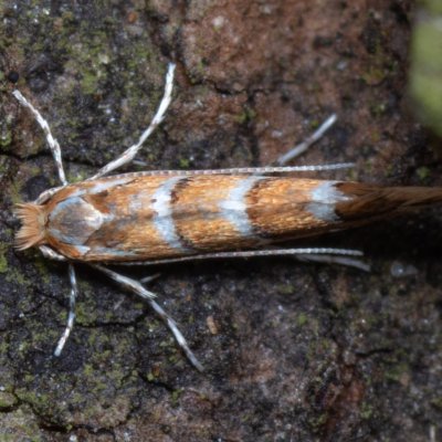 Cameraria ohridella (klíněnka jírovcová), Jevišovice