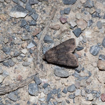 Agrotis segetum (osenice polní), Hády