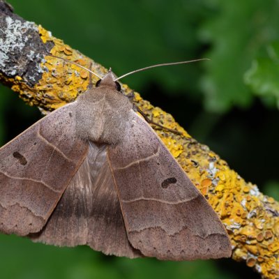 Minucia lunaris (hnědopáska dubová), Urbanův kopec, Ostopovice