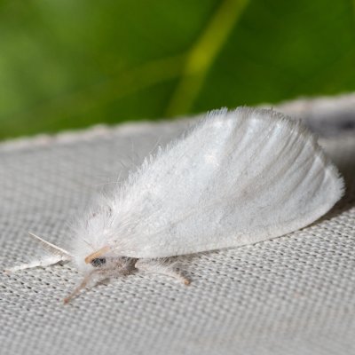 Euproctis similis (bekyně pižmová), Hodonín - Zbrod