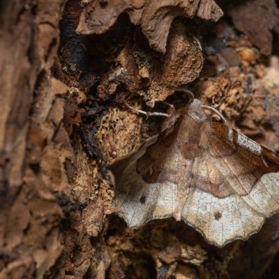 Selenia tetralunaria (zejkovec čtyřměsíčný), Kývalka
