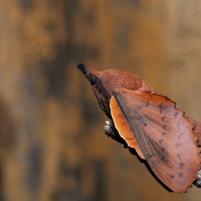 Gastropacha quercifolia (bourovec ovocný), SK, Štôla