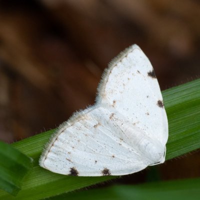 Lomographa bimaculata (tmavoskvrnáč dvouskvrnný), Babice nad Svitavou