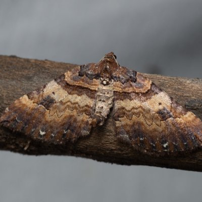 Earophila badiata (píďalka šípková), PP Kavky