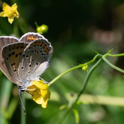 Lycaena alciphron (ohniváček modrolesklý), SK, Štôla
