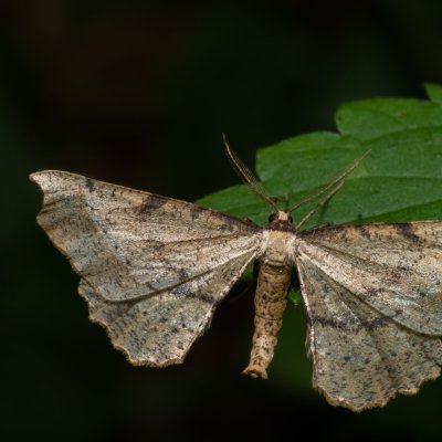 Artiora evonymaria (zejkovec brslenový), PP Střelická bažinka