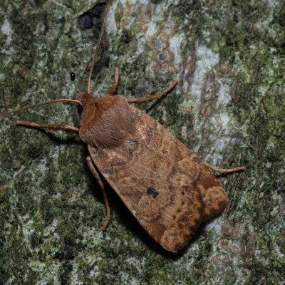 Conistra vaccinii (zimovnice brusnicová), Kývalka