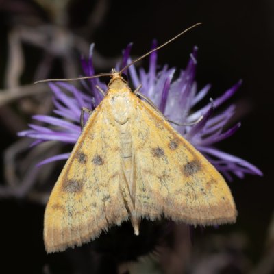 Mecyna trinalis (zavíječ trojtečný), Lysá hora u Ochozu