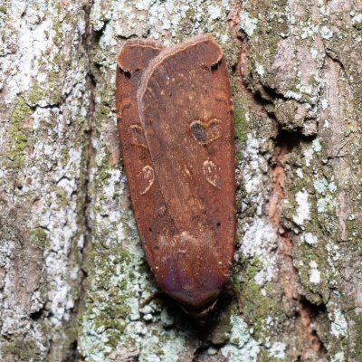 Noctua pronuba (osenice šťovíková), Žebětín