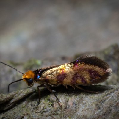 Micropterix tunbergella (chrostíkovník lískový), Žebětín