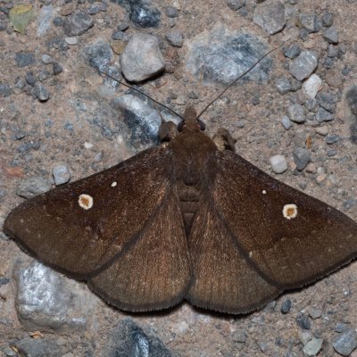 Sartagine ovafricta (-), TH, Khao Sok