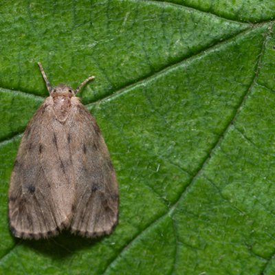 Thumatha senex (lišejníkovec mokřadní), Kateřinská jeskyně