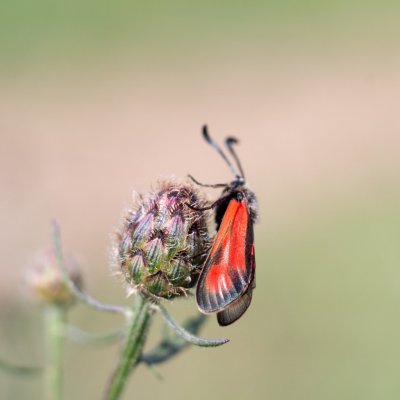 Zygaena punctum (vřetenuška čtverotečná), Hády