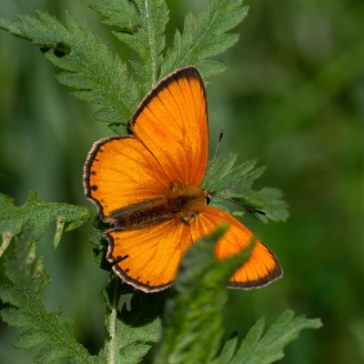 Lycaena virgaureae (ohniváček celíkový), SK, Štôla