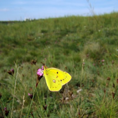 ?, NPR Mohelenská hadcová step