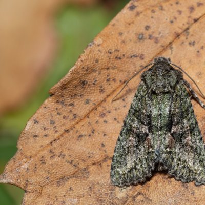 Dryobotodes eremita (pestroskvrnka dubová), PP Kavky
