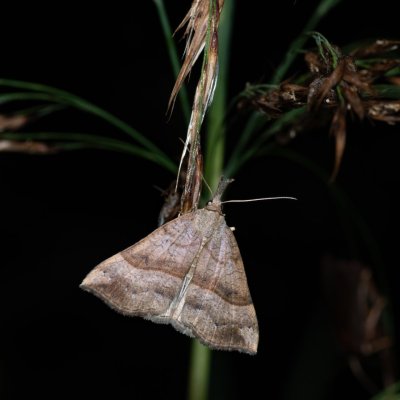 Hypena proboscidalis (zobonosec kopřivový), PP Střelická bažinka