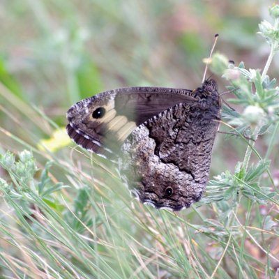 Hipparchia fagi (okáč medyňkový), Havranické vřesoviště