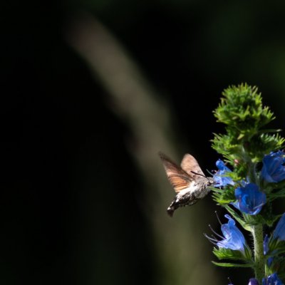 Macroglossum stellatarum (dlouhozobka svízelová), Podkomorské lesy