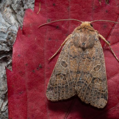 Agrochola nitida (polnice rozrazilová), PP Kavky