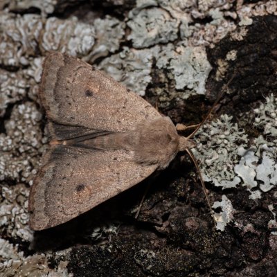 Xestia castanea (osenice borůvková), HR, Jablanac