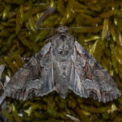 Lacanobia w-latinum (můra kručinková), Hády