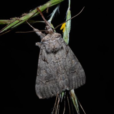 Catocala eutychea (-), GR, Myrtidion monastery, Korfu