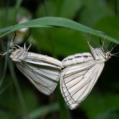 Siona lineata (bělokřídlec luční), PR Kamenný vrch