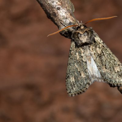 Polyploca ridens (můřice dubová), Žebětín