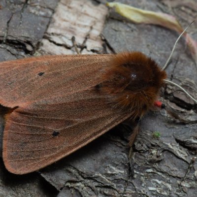 Phragmatobia fuliginosa (přástevník šťovíkový), Augšperský potok