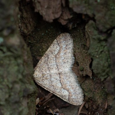 Agriopis marginaria (tmavoskvrnáč habrový), Žebětín