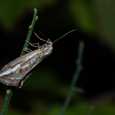 Chesias legatella (píďalka janovcová), PP Zlobice