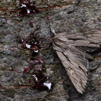 Auchmis detersa (šedavka dřišťálová), PP Černice