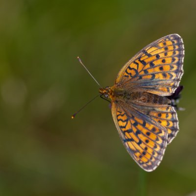 Brenthis hecate (perleťovec dvouřadý), NPR Čertoryje