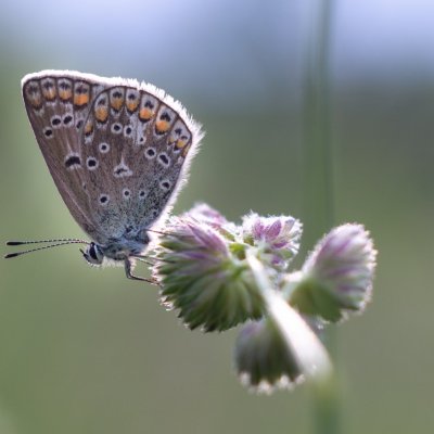 Polyommatus icarus (modrásek jehlicový), Podkomorské lesy